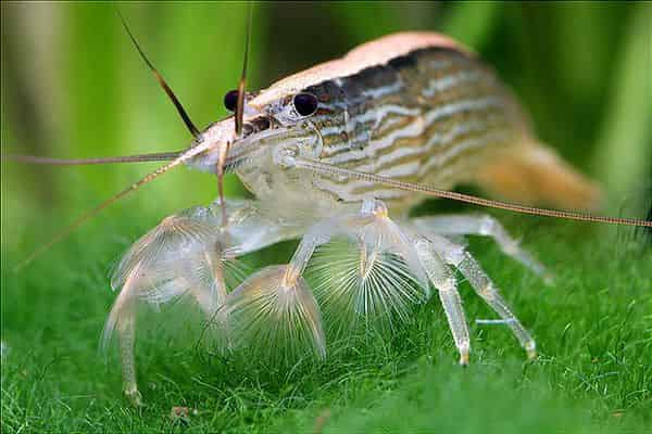 Bamboo/ mountain rock shrimp