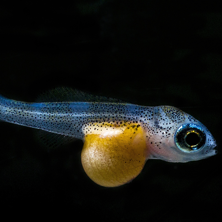 JBL PRONOVO BEL GRANO BABY