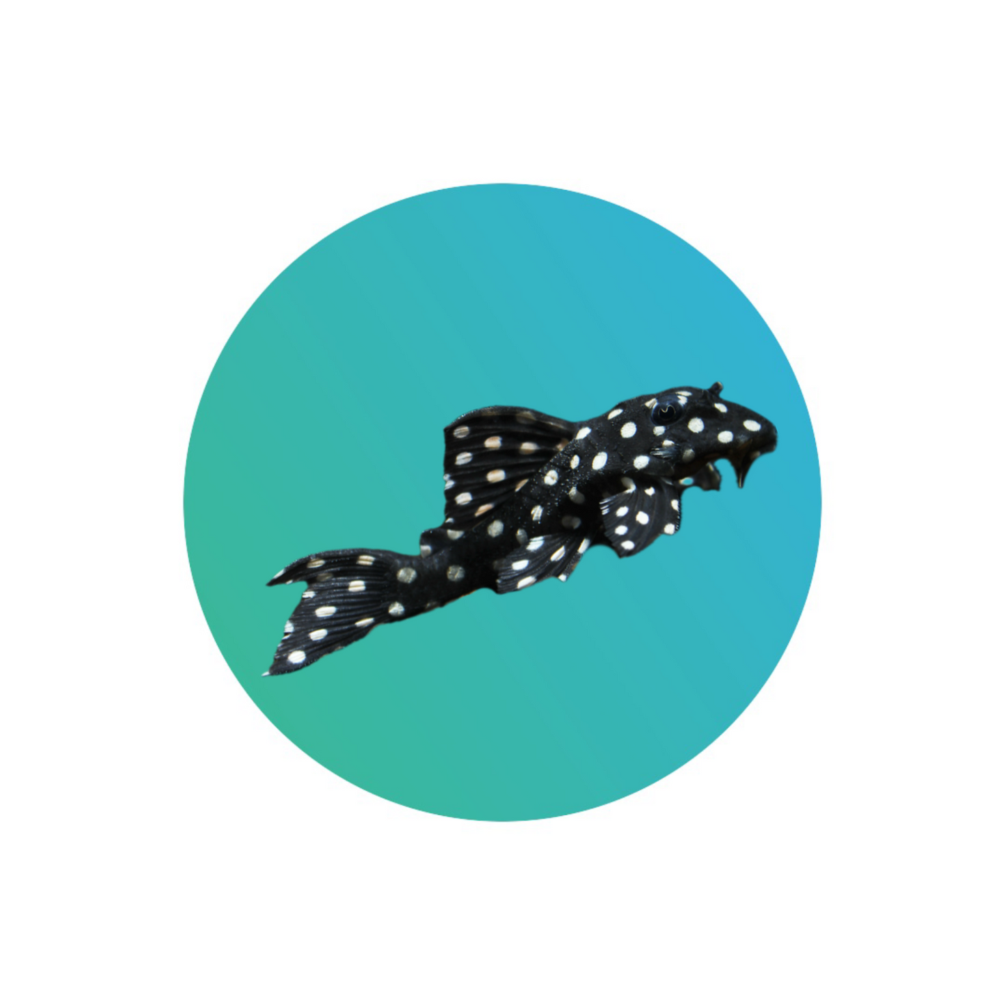 L471 Mini Snowball pleco (Hypancistrus Sp.)