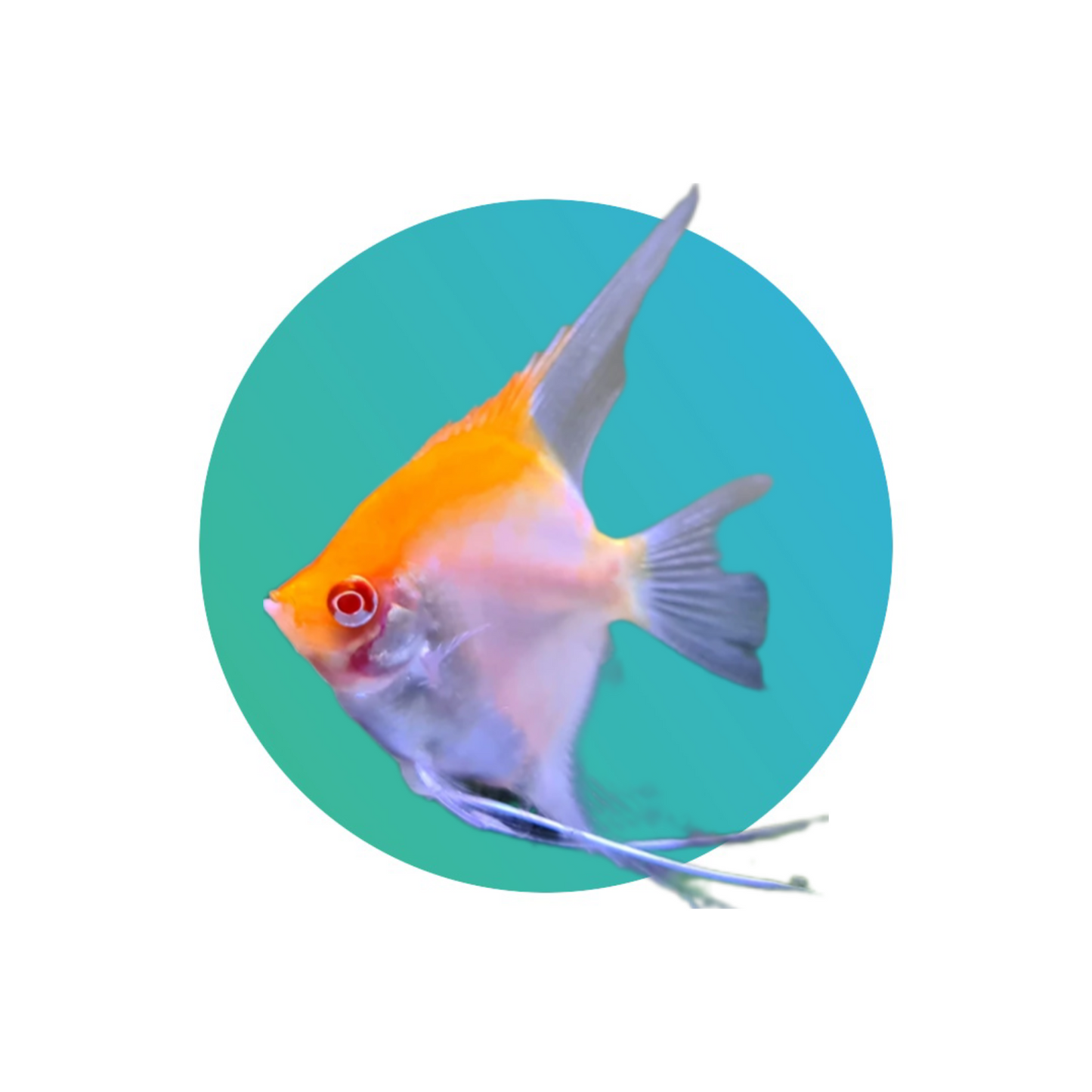 Red cap angelfish