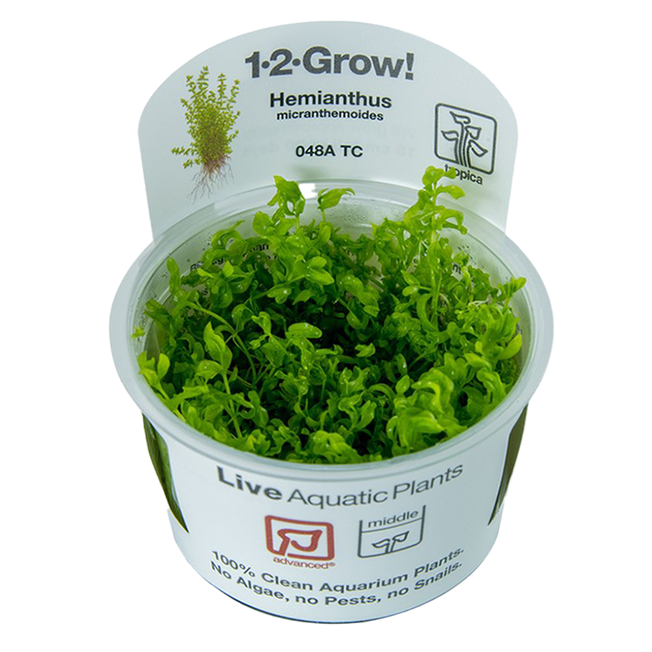 1-2-Grow! Hemianthus micranthemoides or Micranthemum micranthemoides 'Pearlweed'