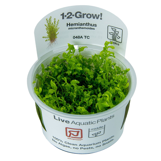 1-2-Grow! Hemianthus micranthemoides or Micranthemum micranthemoides 'Pearlweed'