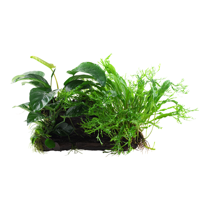 Tropica | Microsorum - Anubias 'Duet' - on wood - XL