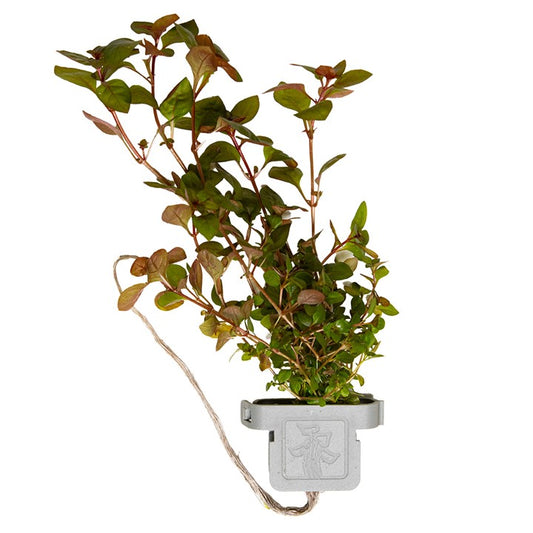 Tropica | Ludwigia palustris ‘Super Red’ - Plant clip