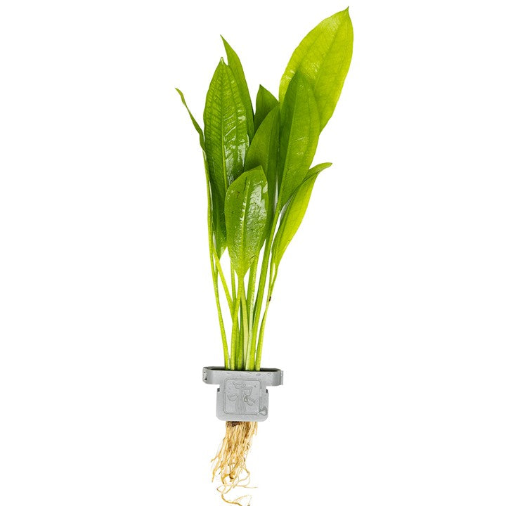 Tropica | Echinodorus grisebachii 'Bleherae' - Plant clip
