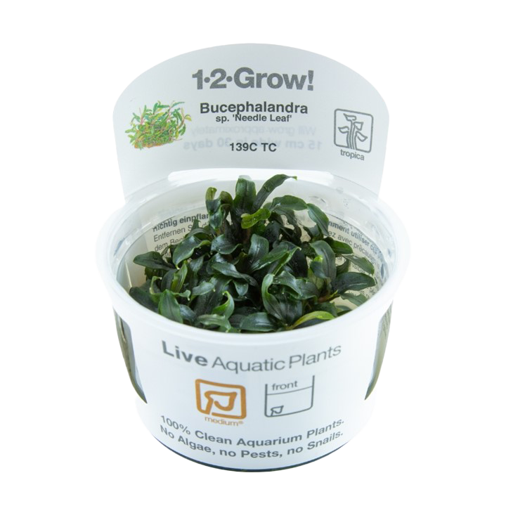 1-2-Grow! Bucephalandra sp. 'Needle Leaf'