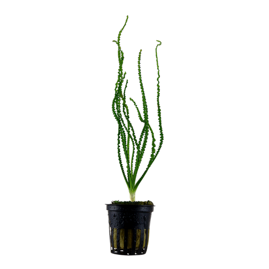 Tropica | Crinum calamistratum - Pot