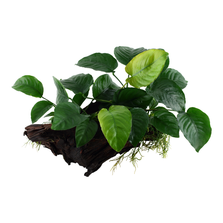 Tropica | Anubias barteri sp. - on wood - XL