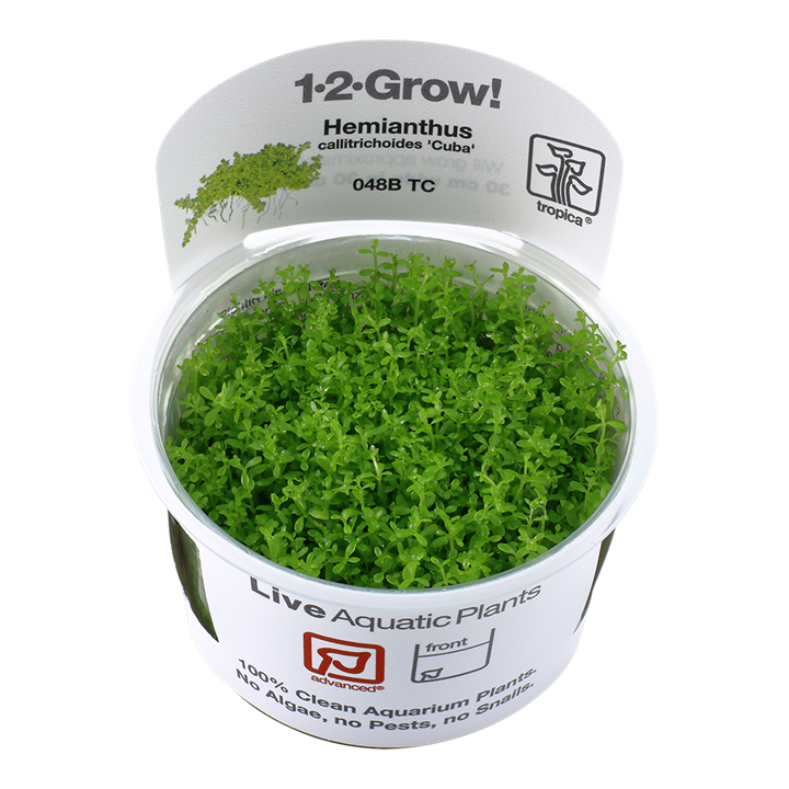 1-2-Grow! Hemianthus callitrichoides 'Cuba' or Micranthemum callitrichoides 'Cuba'