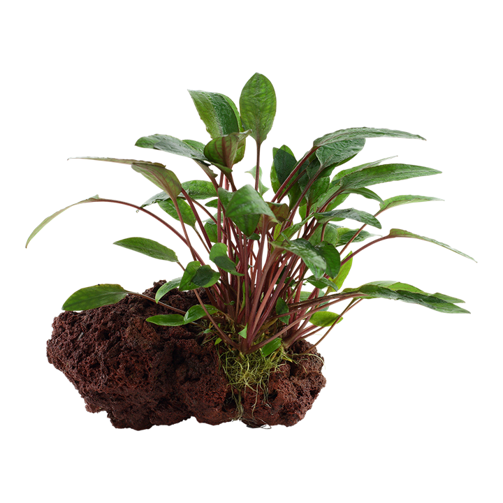 Tropica | Cryptocoryne beckettii 'Petchii' - on lava stone