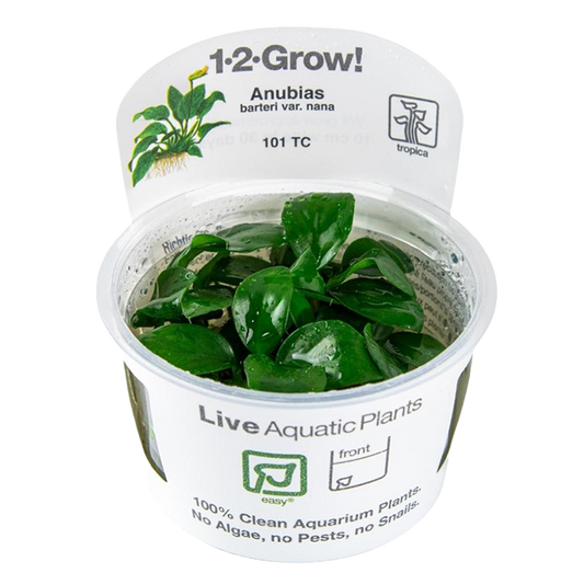 1-2-Grow! Anubias barteri nana