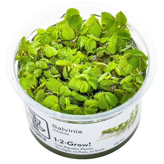 1-2-Grow! Salvinia minima