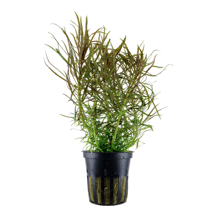 Tropica | Pogostemon stellatus - Pot