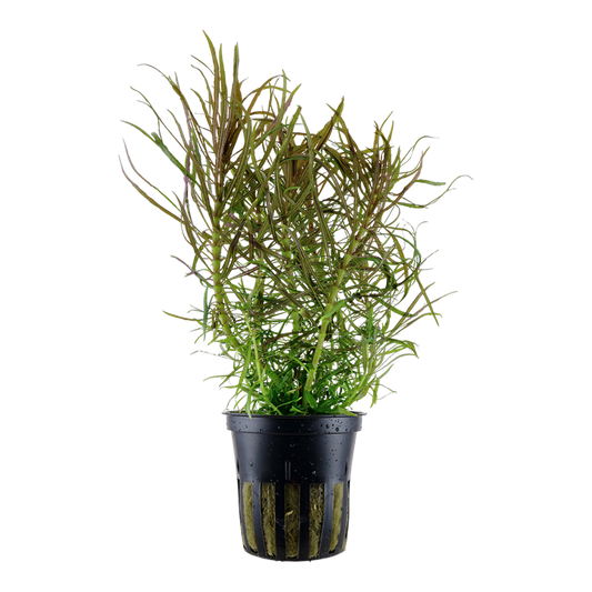 Tropica | Pogostemon stellatus - Pot