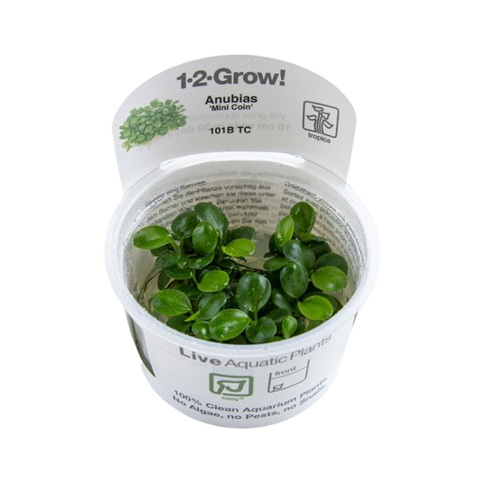 1-2-Grow! Anubias barteri 'Mini Coin'