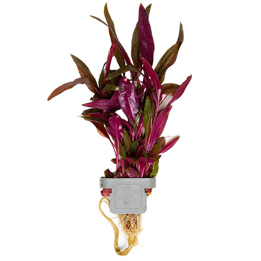 Tropica | Alternanthera reineckii 'Pink' - Plant clip