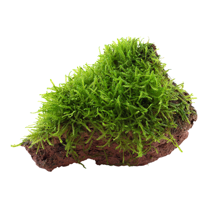 Tropica | Taxiphyllum barbieri 'Bogor Moss' or 'Java Moss' - on lava stone