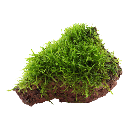 Tropica | Taxiphyllum barbieri 'Bogor Moss' or 'Java Moss' - on lava stone