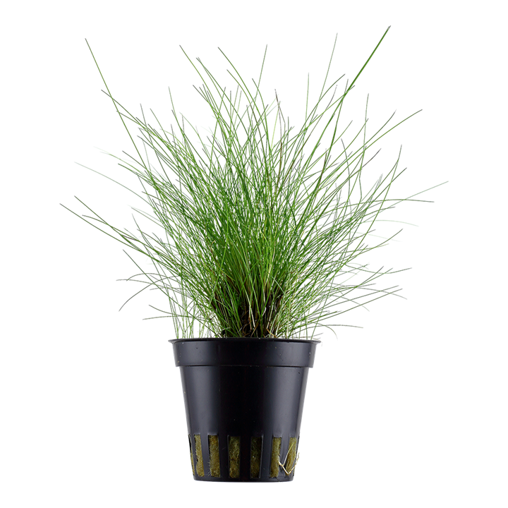 Tropica | Eleocharis parvula - Pot