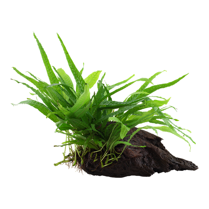 Tropica | Microsorum pteropus 'Narrow' - on wood