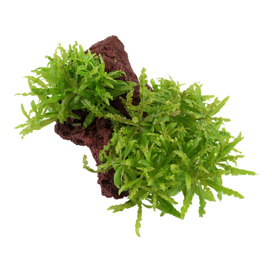 Tropica | Pogostemon helferi - on lava stone