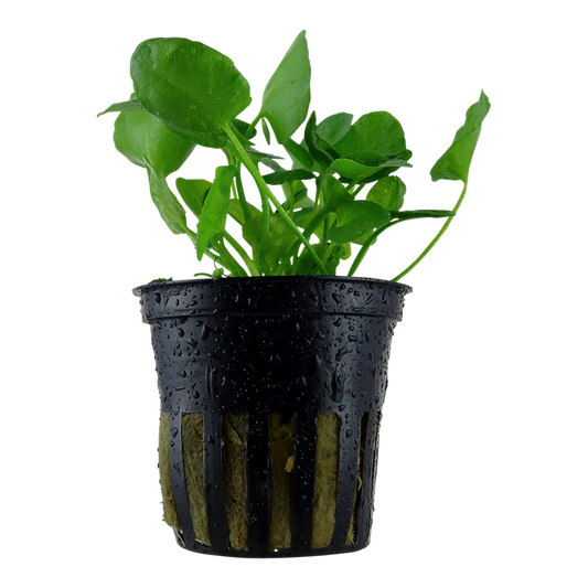 Tropica | Nymphoides hydrophylla 'Taiwan' - Pot