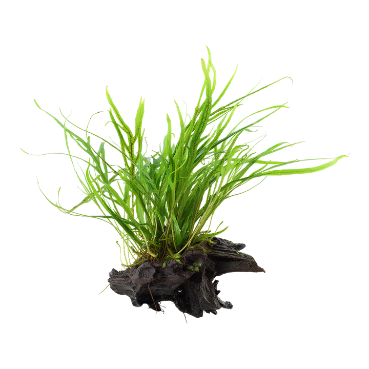 Tropica | Microsorum pteropus 'Trident' - on wood
