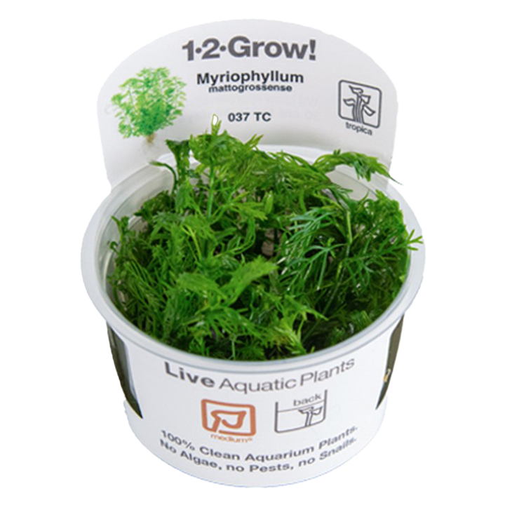 1-2-Grow! Myriophyllum mattogrossense
