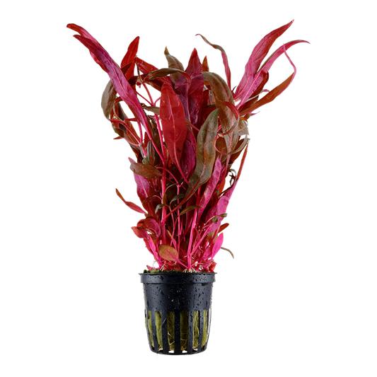 Tropica | Alternanthera reineckii 'Pink' - Pot