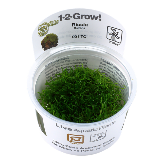 1-2-Grow! Riccia fluitans