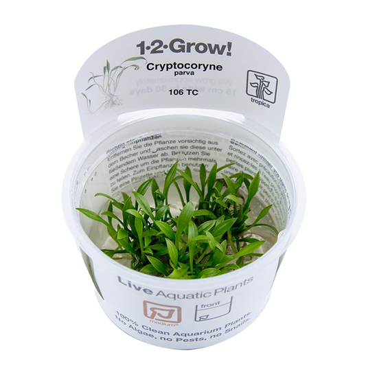 1-2-Grow! Cryptocoryne parva