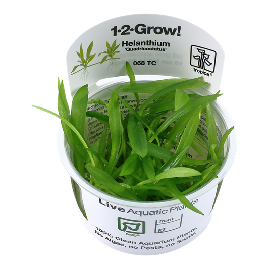 1-2-Grow! Helanthium bolivianum 'Quadricostatus' or Echinodorus 'Quadricostatus'