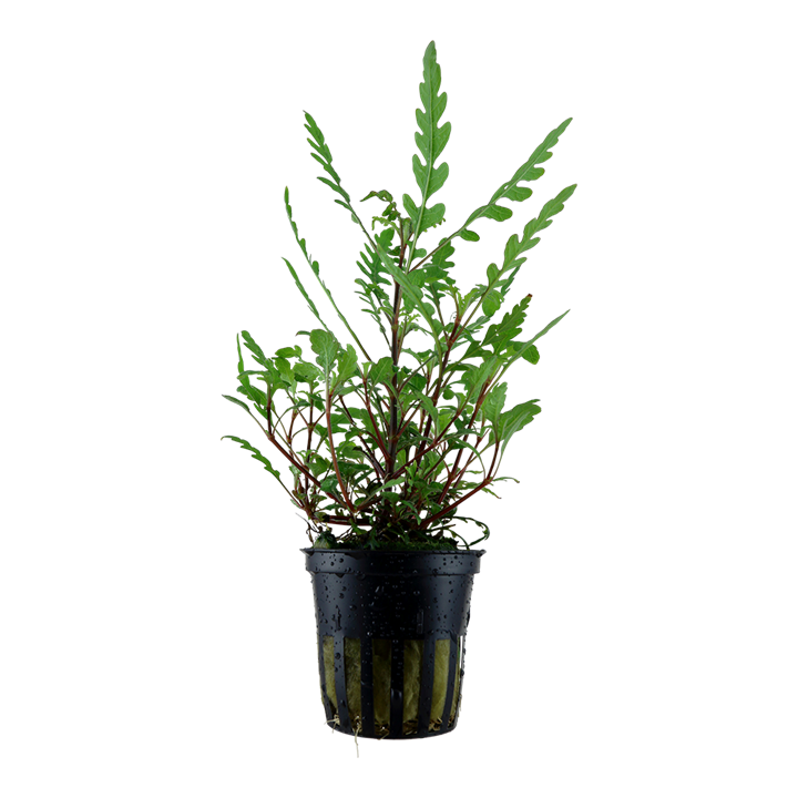 AG | Hygrophila pinnatifida - Pot