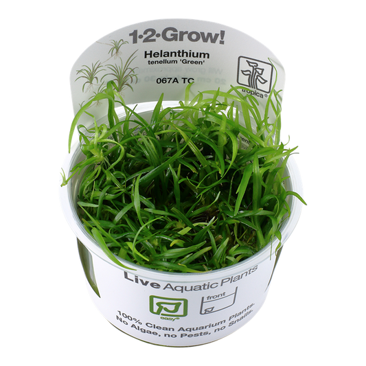 1-2-Grow! Helanthium tenellum 'Green' or Echinodorus tenellus 'Green'