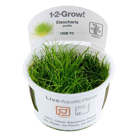 1-2-Grow! Eleocharis pusilla or Eleocharis acicularis 'Mini'