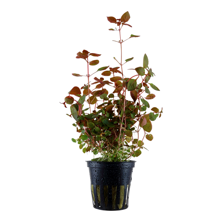 AG | Ludwigia palustris ‘Super Red’ - Pot