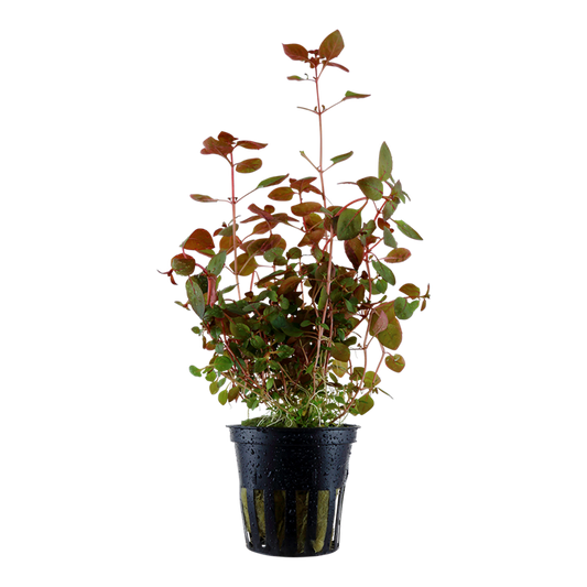 AG | Ludwigia palustris ‘Super Red’ - Pot