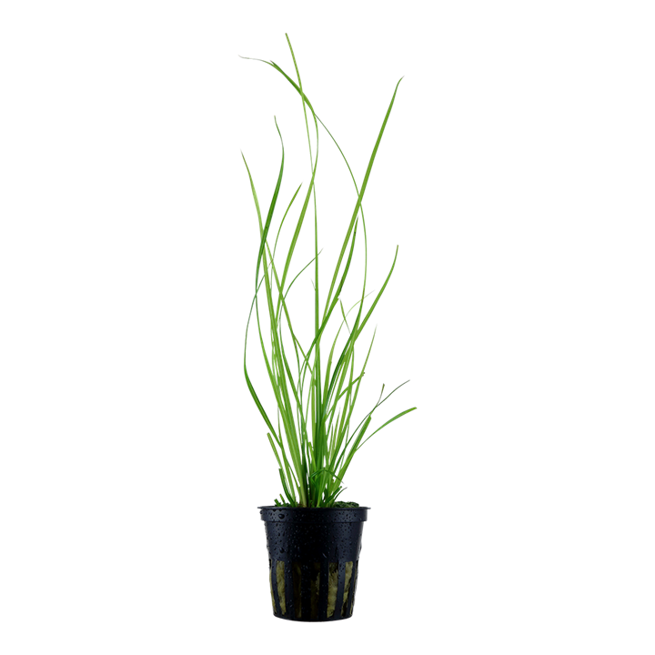 Tropica | Cyperus helferi - Pot