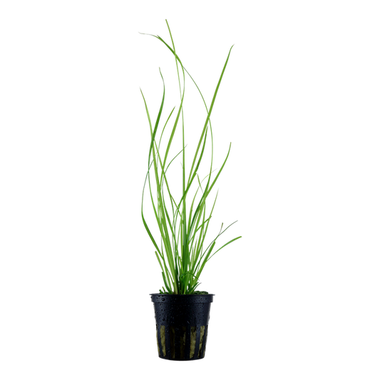 Tropica | Cyperus helferi - Pot