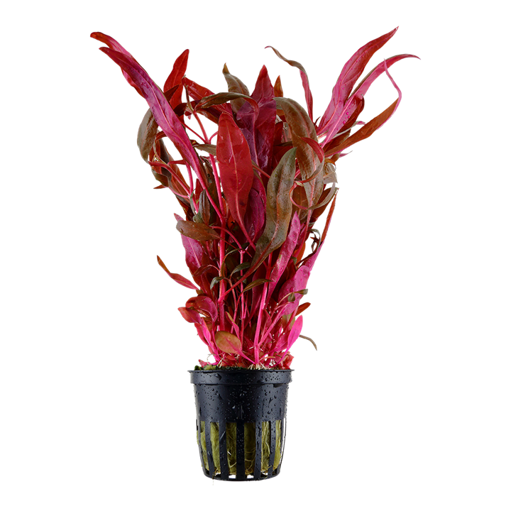 AG | Alternanthera reineckii 'Pink' - Pot