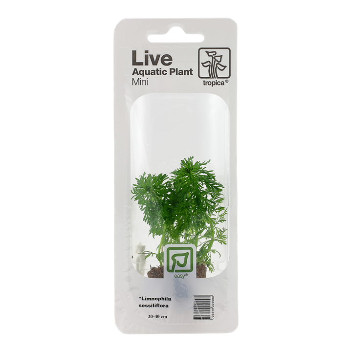 Tropica | Limnophila sessiliflora - Mini in blister package