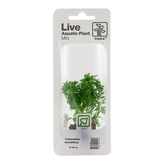 Tropica | Limnophila sessiliflora - Mini in blister package