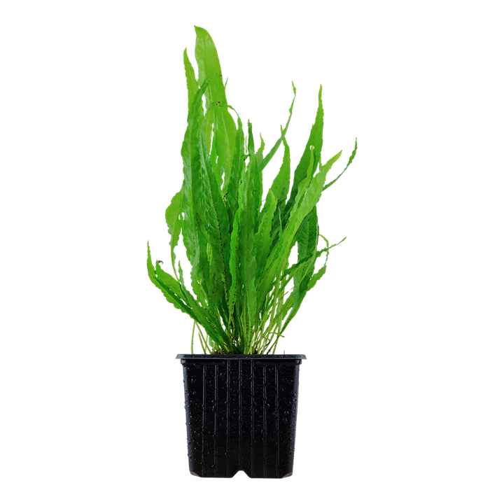 Tropica | Microsorum pteropus or 'Java fern' - XL - Pot