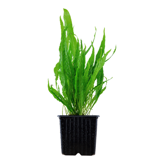 Tropica | Microsorum pteropus or 'Java fern' - XL - Pot