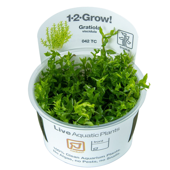 1-2-Grow! Gratiola viscidula