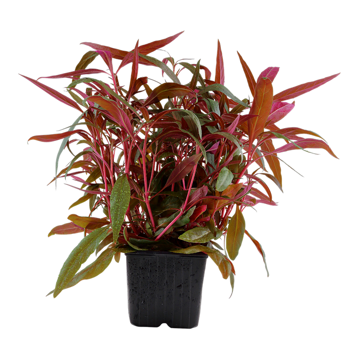 Tropica | Alternanthera reineckii 'Pink' - XL - Pot