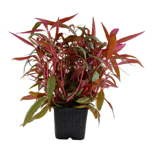 Tropica | Alternanthera reineckii 'Pink' - XL - Pot