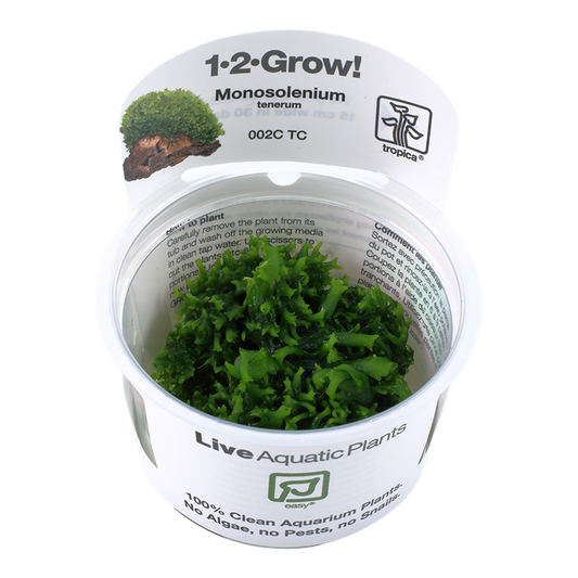 1-2-Grow! Monosolenium tenerum