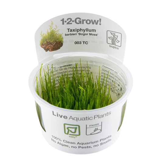 1-2-Grow! Taxiphyllum barbieri 'Bogor Moss' or 'Java Moss'