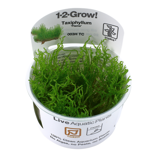 1-2-Grow! Taxiphyllum 'Flame Moss'